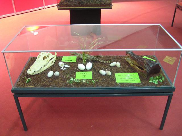 VIVARIUM Krokodil Artenschutz-Ausstellung6.JPG